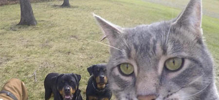 Manny, le chat qui se prend en selfie #OKLM