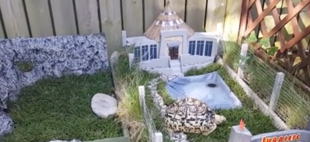 Il installe un Jurassic Park pour sa tortue (vidéo)