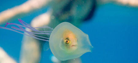 WTF : un poisson littéralement médusé ! 