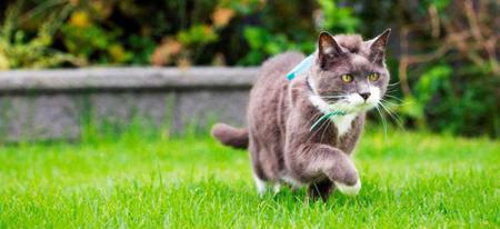 Découvrez la vie secrète de votre chat grâce à un GPS !