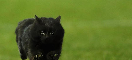 Un chat interrompt un match de rugby et devient une star du net