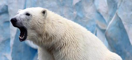 La réaction de cet ours polaire envers ce chien de traîneau va vous redonner foi en l'Humanité