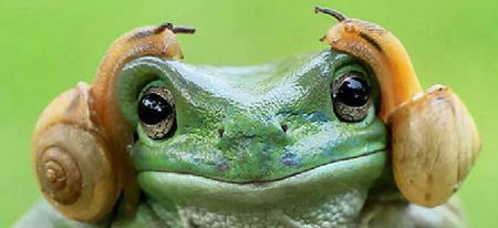 Photoshop Battle : la grenouille qui ressemblait à la princesse Leia