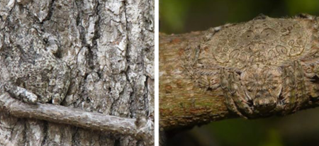 20 animaux devenus des experts du camouflage