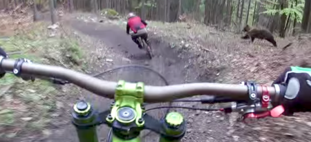 Deux cyclistes évitent de justesse un ours, la vidéo