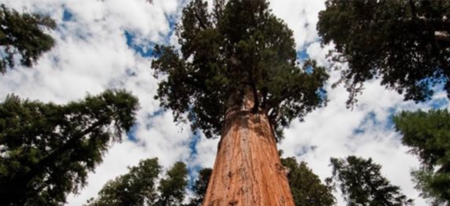 La mairie lui ordonne d'abattre un arbre vieux de 30 ans et cet arboriste se venge de la meilleure des façons !