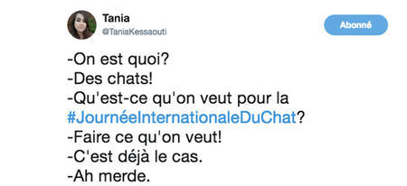 Top 11 des meilleurs tweets sur la journée internationale des chats !