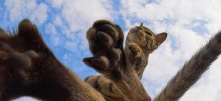 Quand les chats jouent les ninjas !