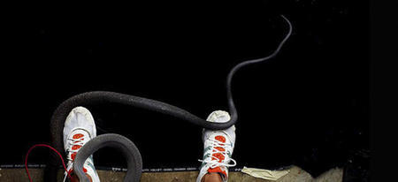 Ce photographe s'est fait mordre pour avoir tenté d'immortaliser un mamba noir