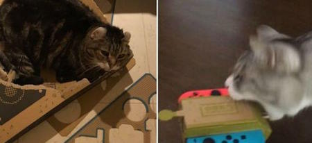 Nintendo Labo : quand les chats rencontrent les éléments en carton