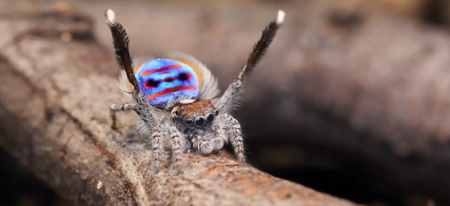 L'araignée paon mâle maitrise parfaitement la danse nuptiale 