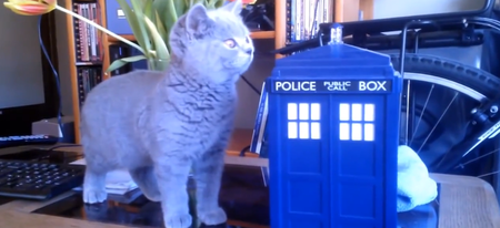 Un chat découvre le Tardis de Doctor Who et sa réaction est géniale !