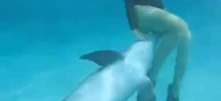 Les dauphins sont de gros pervers