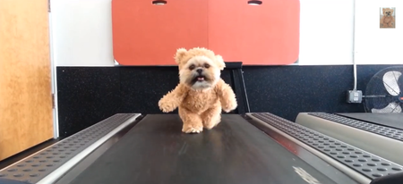 WTF : un chien déguisé en ewok fait du sport