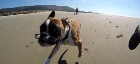 Un chien à deux pattes découvre la plage