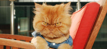 Garfi, le chat encore plus désagréable que Grumpy