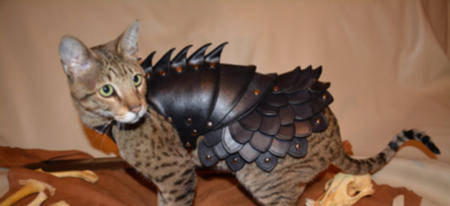 Une armure de guerrier pour un chat !