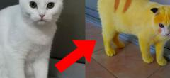 Ce chat s'est transformé en Pikachu malgré lui (14 photos)