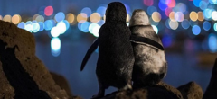 Ce photographe immortalise deux pingouins s'enlaçant et contemplant la skyline de Melbourne