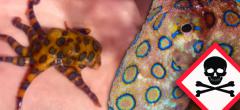 Australie : elle pose avec l'une des créatures les plus dangereuses au monde et risque la mort (vidéo)