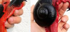 Cet escargot qui ressemble à Dark Maul se trouve uniquement en Malaisie (photos)