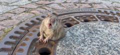 WTF : un rat coincé dans une plaque d'égout devient la nouvelle coqueluche des internautes