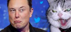 Starlink : Elon Musk mis à terre par des chats