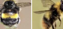 Des internautes s'amusent à photoshoper le visage de leurs chats sur des abeilles