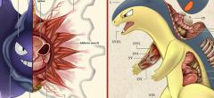 71 Pokémon coupés en deux pour tout connaître de leur anatomie