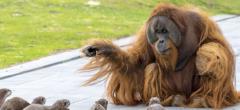 Une famille d'orangs-outans se lie d'amitié avec un groupe de loutres, l'instant mignon