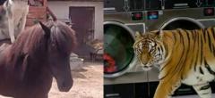 67 animaux qui se sont mis dans des situations improbables (partie 4)