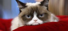 Grumpy Cat est mort !