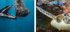 Ocean Photographer of the Year : découvrez les lauréats et finalistes de l'édition 2024