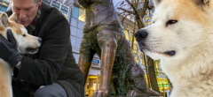 Japon : cette commémoration pour Hachiko va émouvoir les fans d'akita