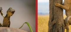 Comedy Wildlife Awards 2025 : 10 clichés hilarants du concours photo
