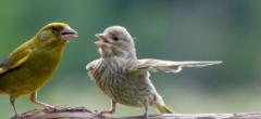 19 photos insolites d'animaux