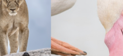 Top 14 des photos d'animaux les plus incroyables de 2025