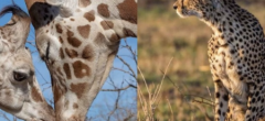 Ces 29 bébés animaux et leur mère sont adorables
