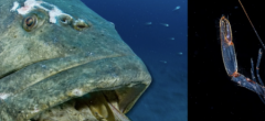 Ocean Photographer of the Year 2025 : les plus belles photos sous-marines de l'année