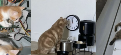21 photos insolites qui prouvent que les chats sont des êtres à part