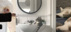 28 preuves que les chats dorment n'importe où et n'importe comment