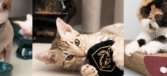 Fan d'Harry Potter et propriétaire de chat, nous avons ce qu'il vous faut