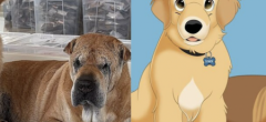 Ces chats et chiens sont transformés en personnages Disney