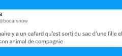 Top 20 des tweets les plus drôles sur les animaux de compagnie, nos amis