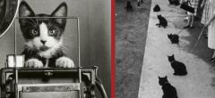 20 photos qui prouvent que les chats ont traversé l'Histoire