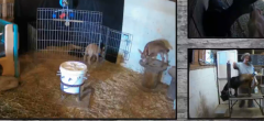 Twitch : regarder des animaux de la ferme en direct, nouvelle tendance de la plateforme