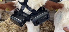 WTF : des casques VR (encore) testés sur des vaches pour augmenter la production