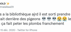 Top 20 des tweets les plus drôles sur les pigeons, ces créatures démoniaques