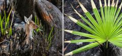 Australie : après les incendies, la nature reprend ses droits (photos)