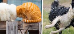 16 photos d'animaux de compagnie hilarantes du Comedy Pet Photos Awards